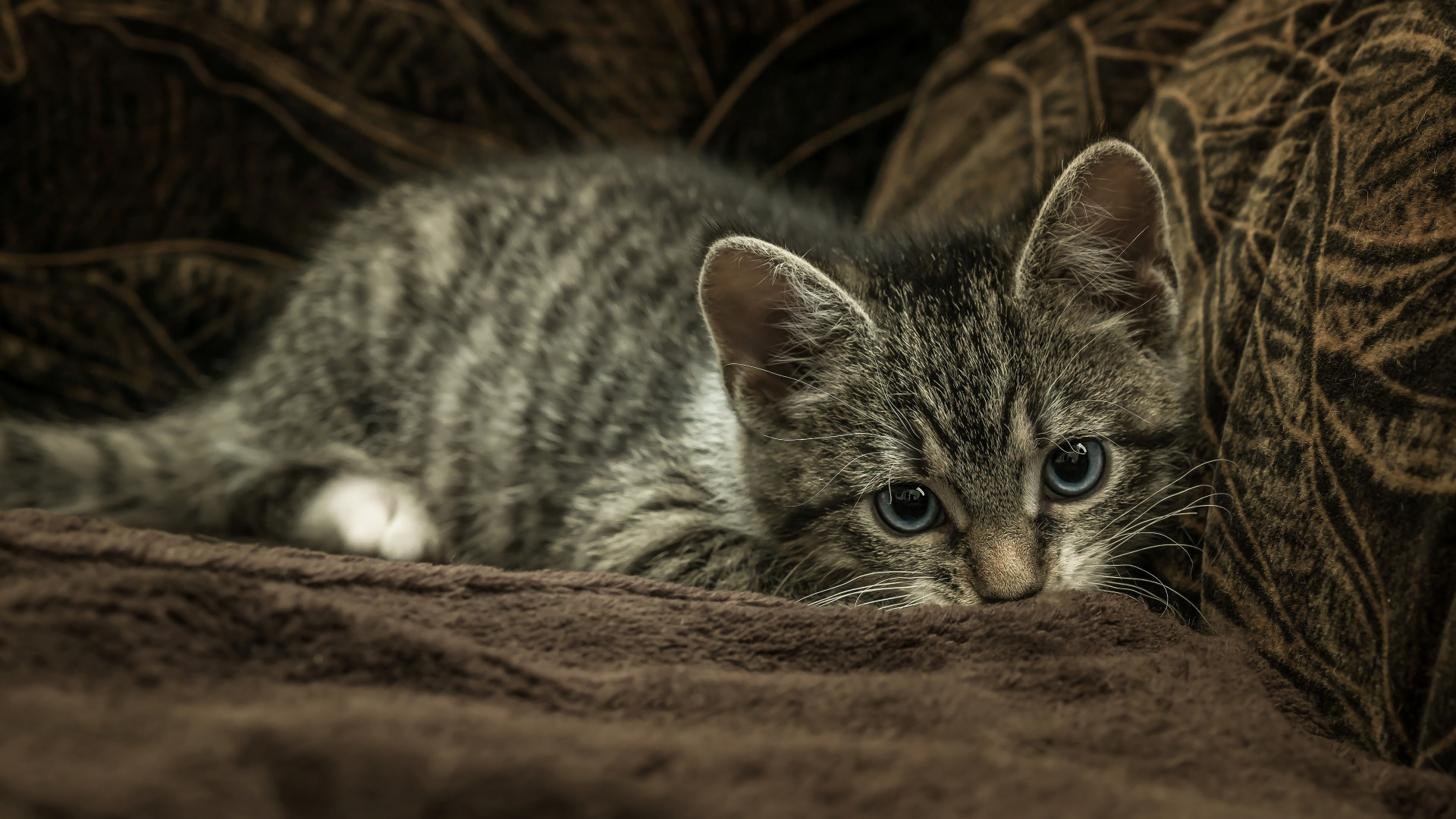 Скачать котёнок обои на рабочий стол