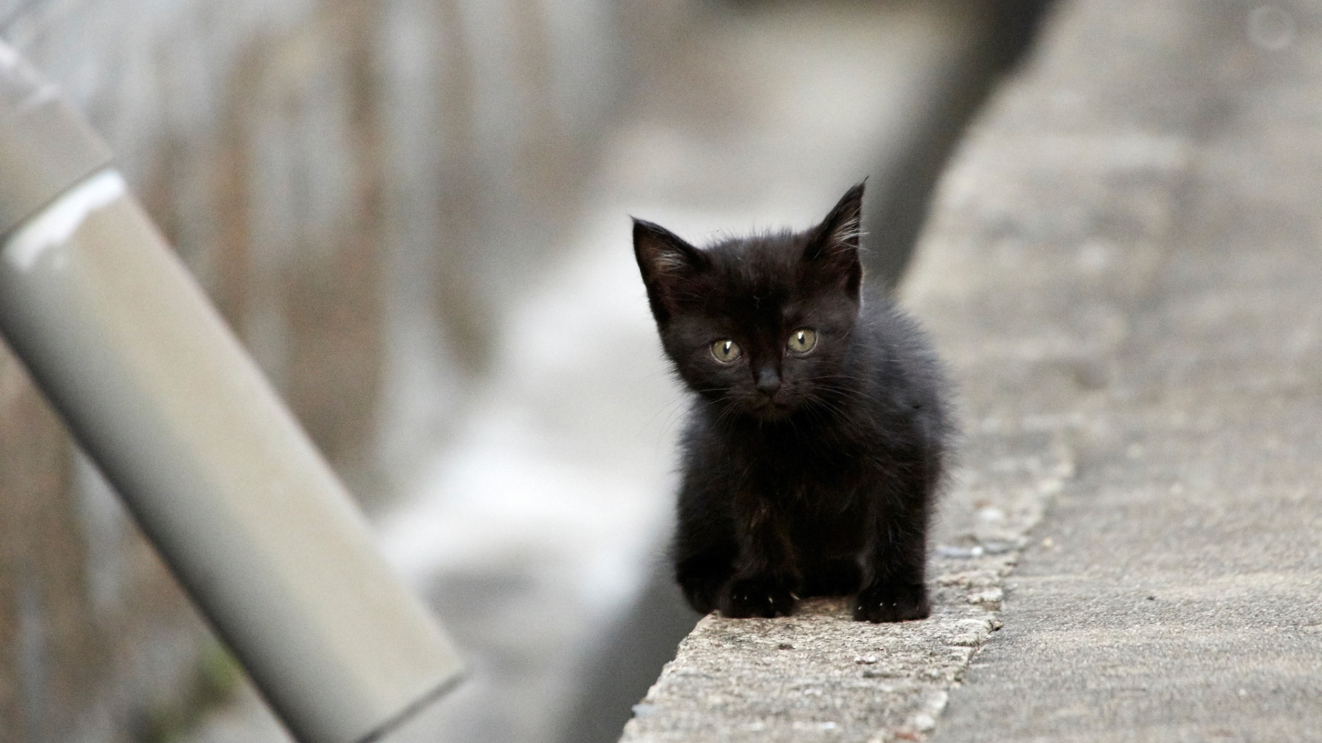 Скачать котёнок обои на рабочий стол