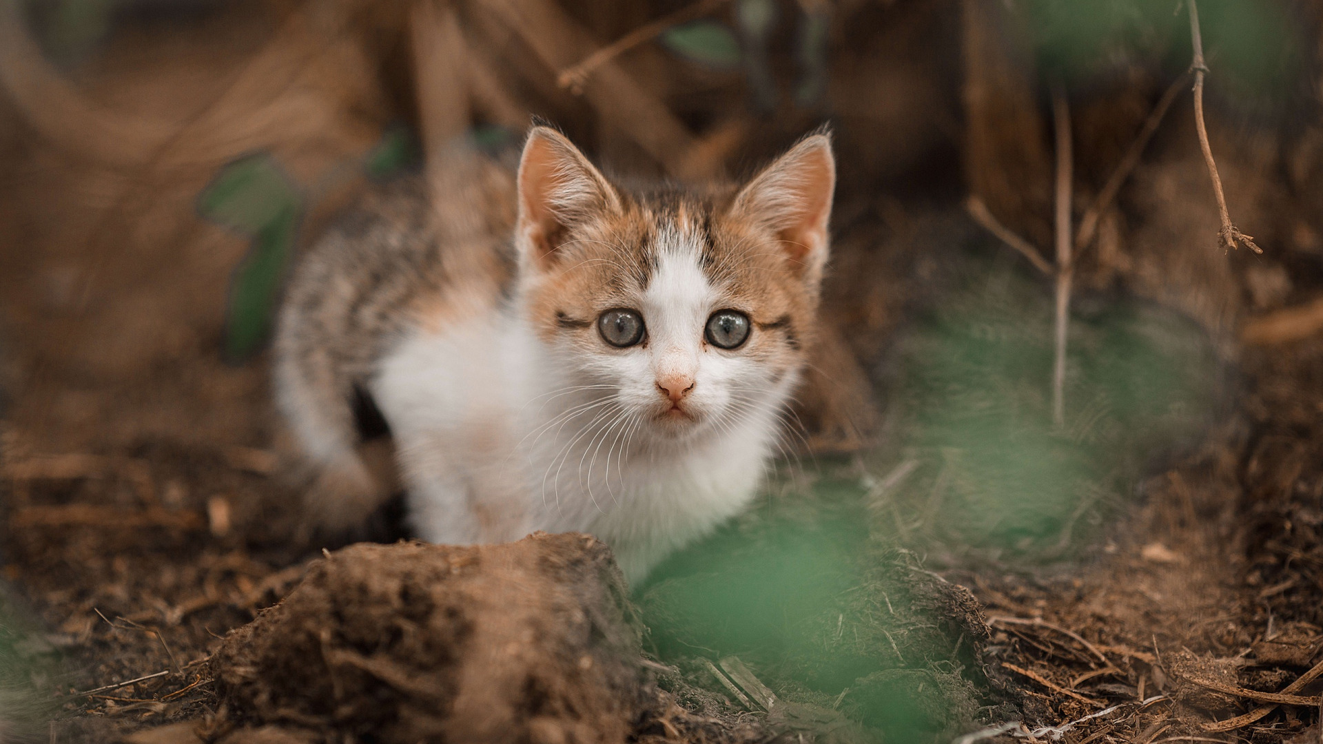 Скачать котёнок обои на рабочий стол