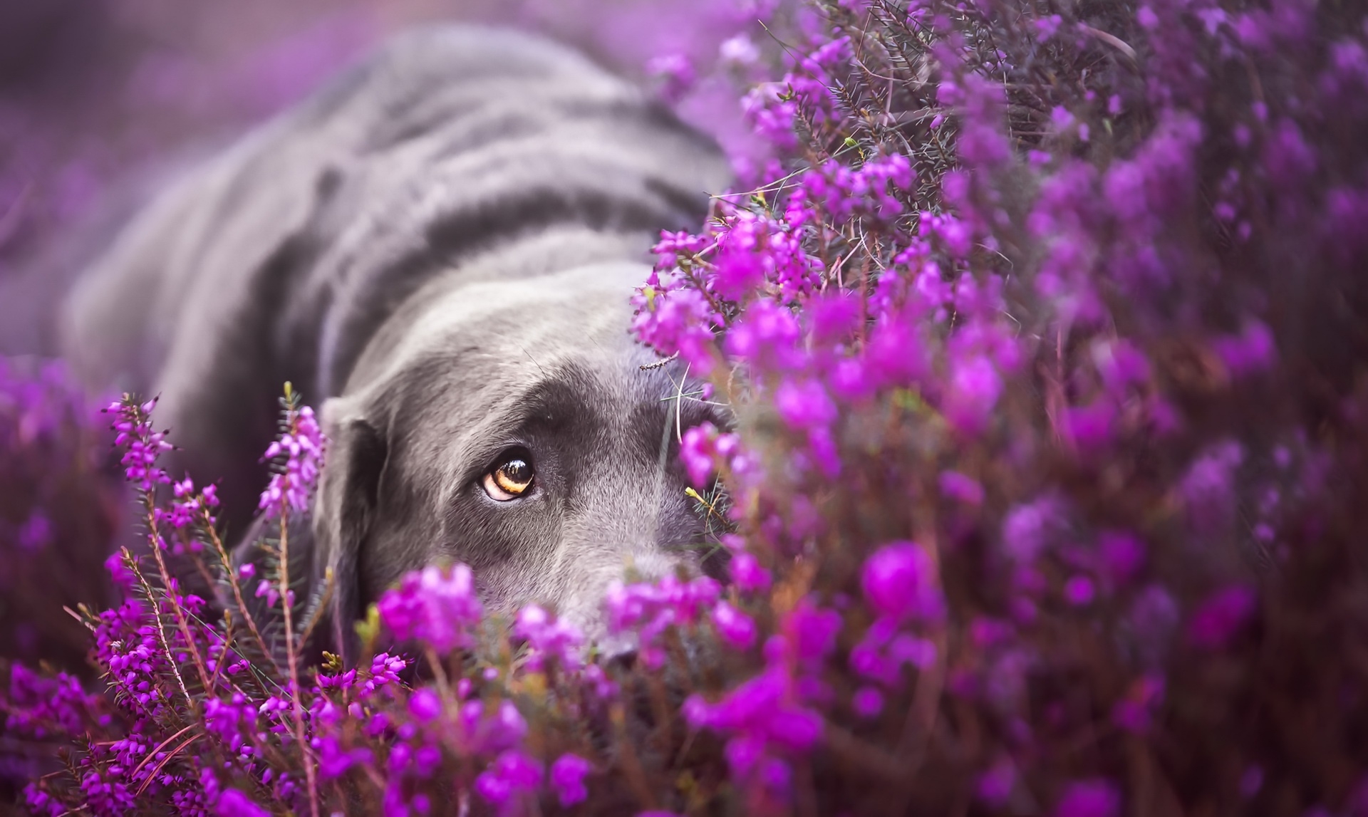 Скачать labrador обои на рабочий стол