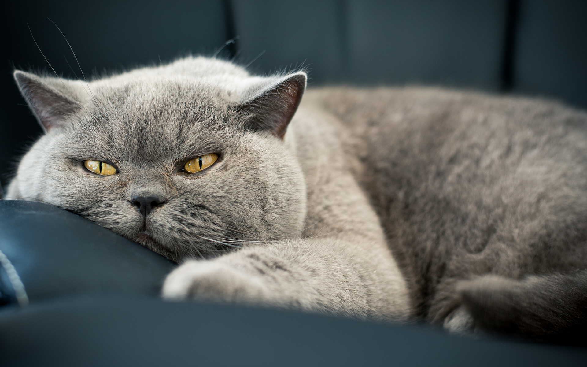 Скачать Lazy Gray Cat Closeup обои на рабочий стол