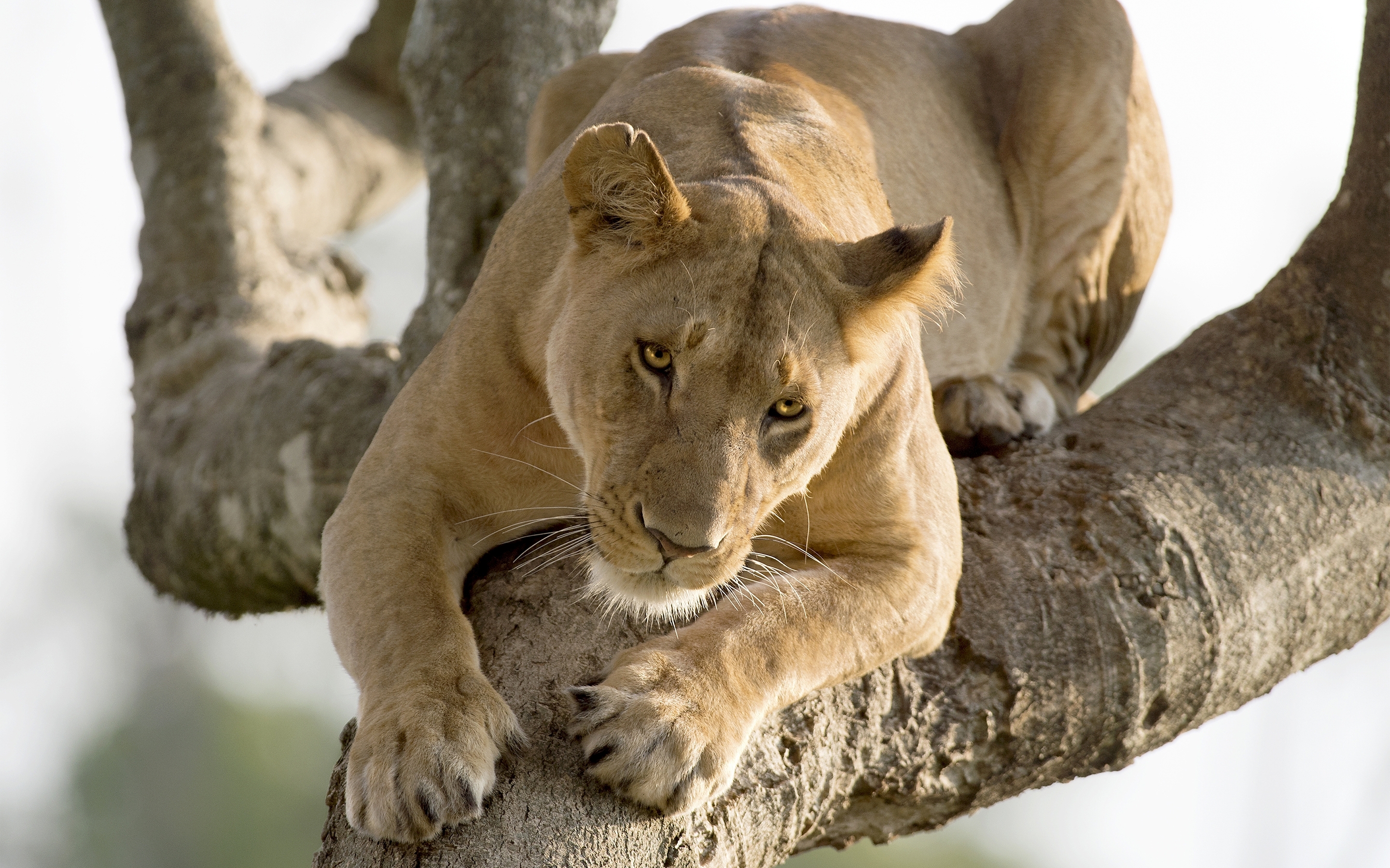 Скачать Lioness обои на рабочий стол