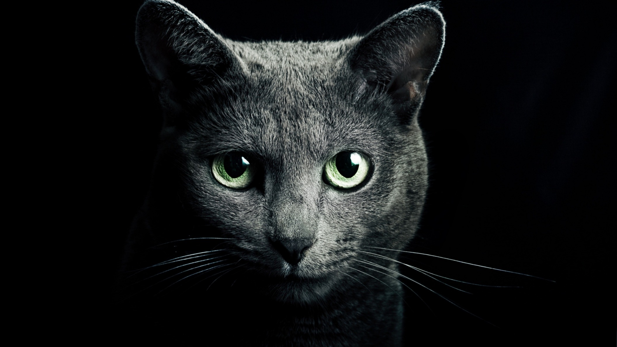 Скачать look, fur, darkness, Green eyes обои на рабочий стол