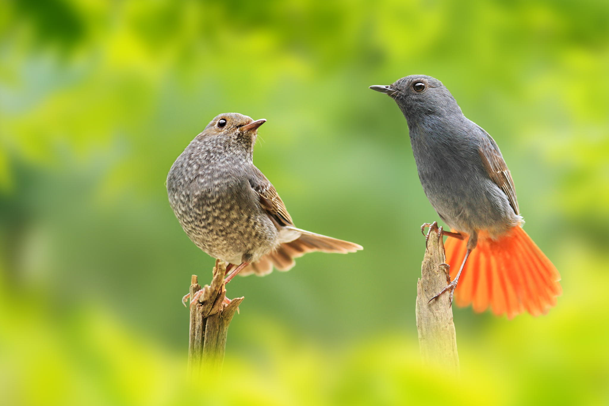 Скачать Love birds обои на рабочий стол