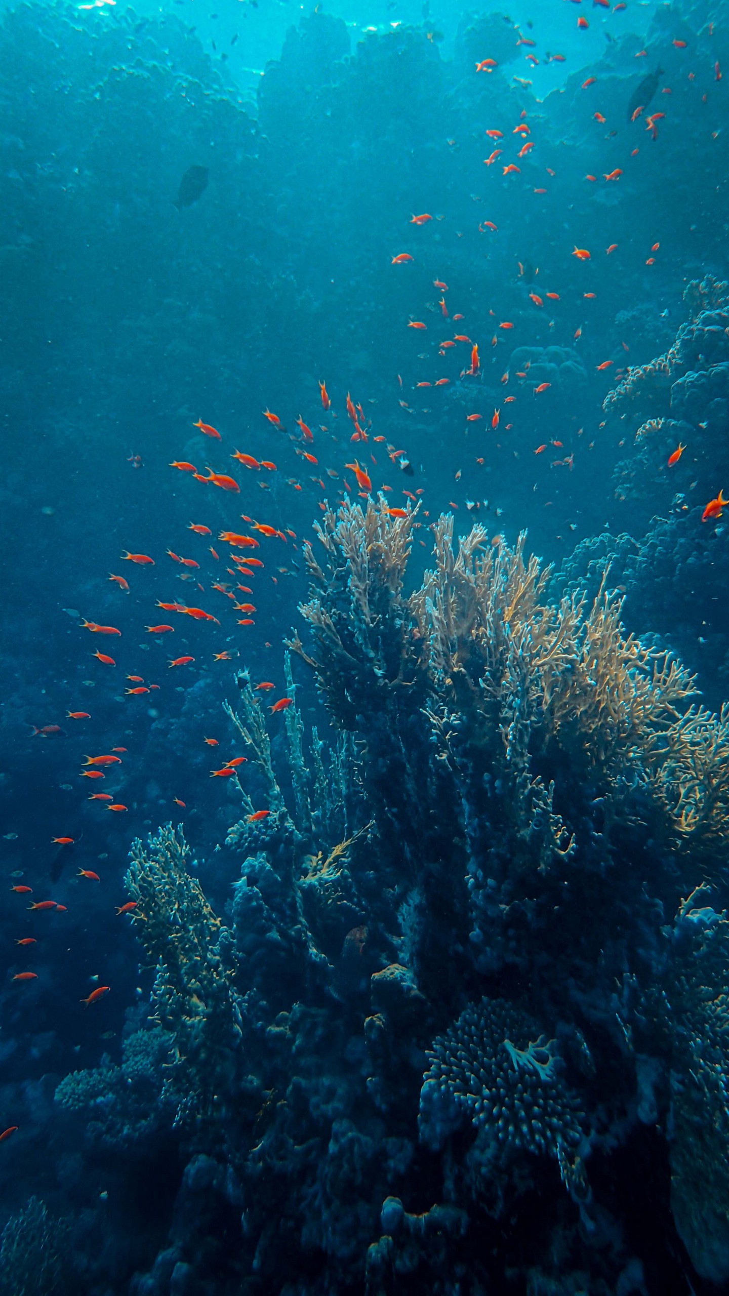 Скачать море, рыба, кораллы, глубина, под водой обои для телефона