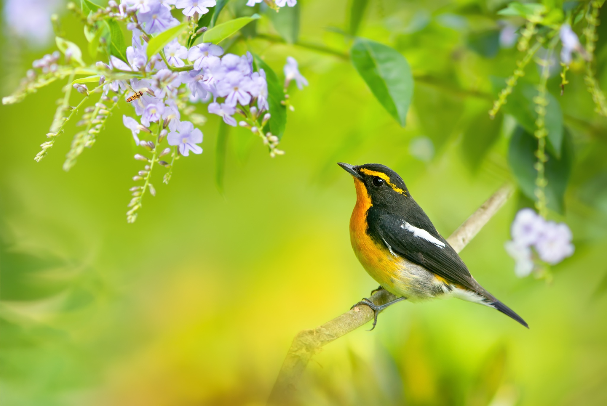 Скачать Narcissus flycatcher обои на рабочий стол