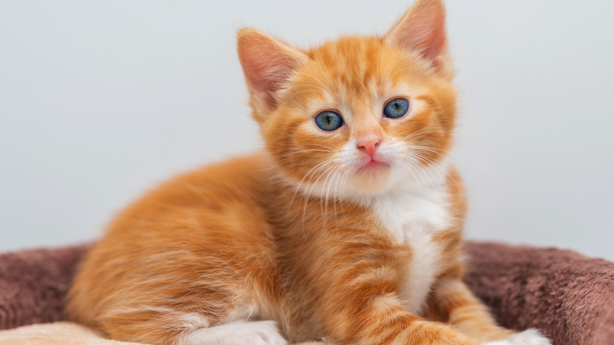 Скачать orange kitten обои на рабочий стол