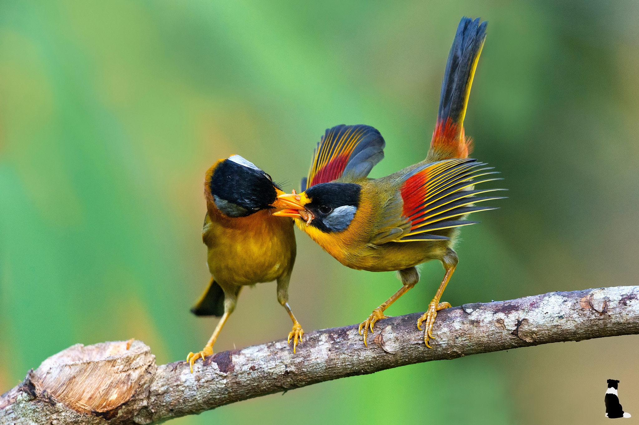 Скачать птицы, silver eared mesia, leiotrichous, еда, ветка обои на рабочий стол