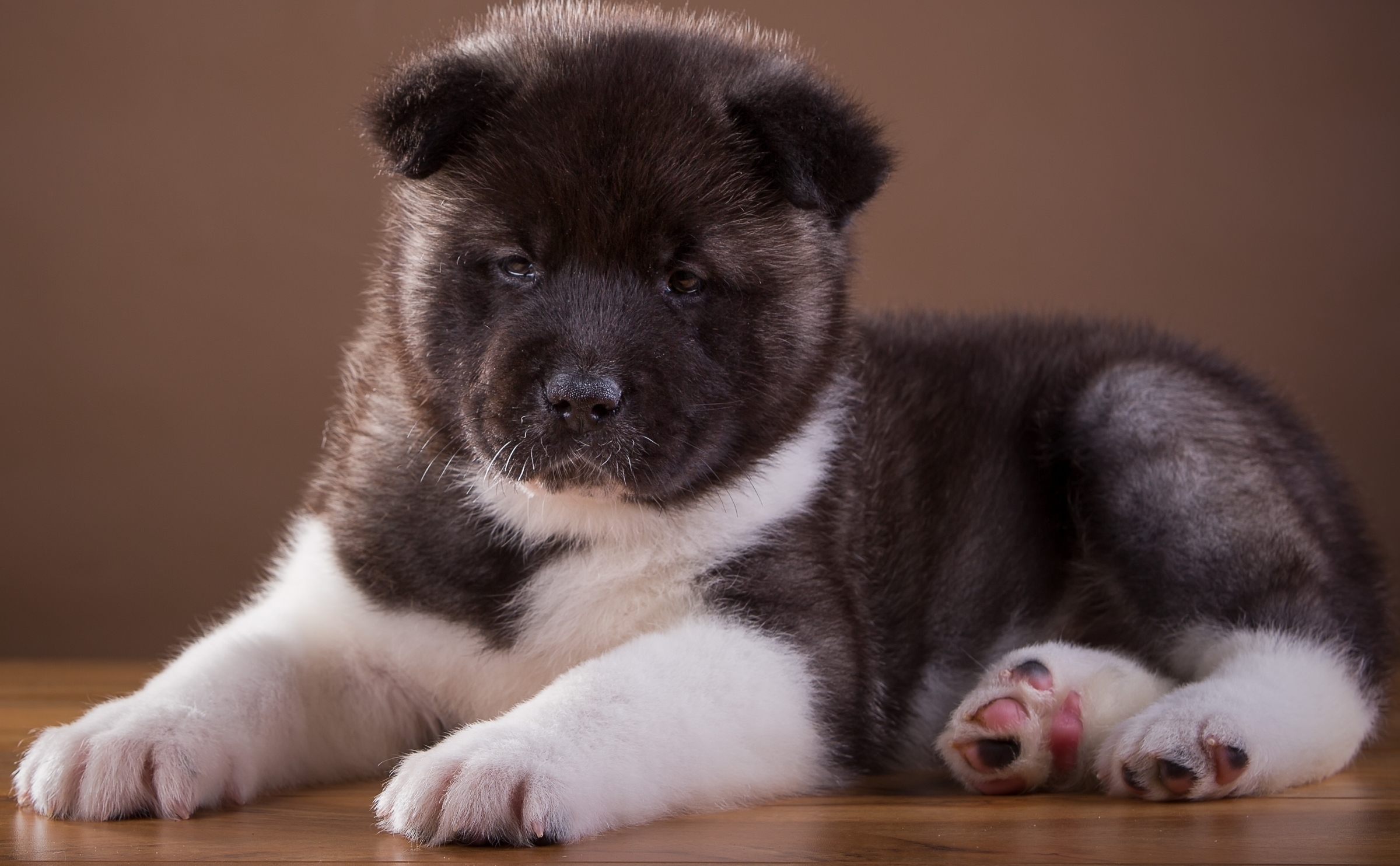 Скачать puppy обои на рабочий стол