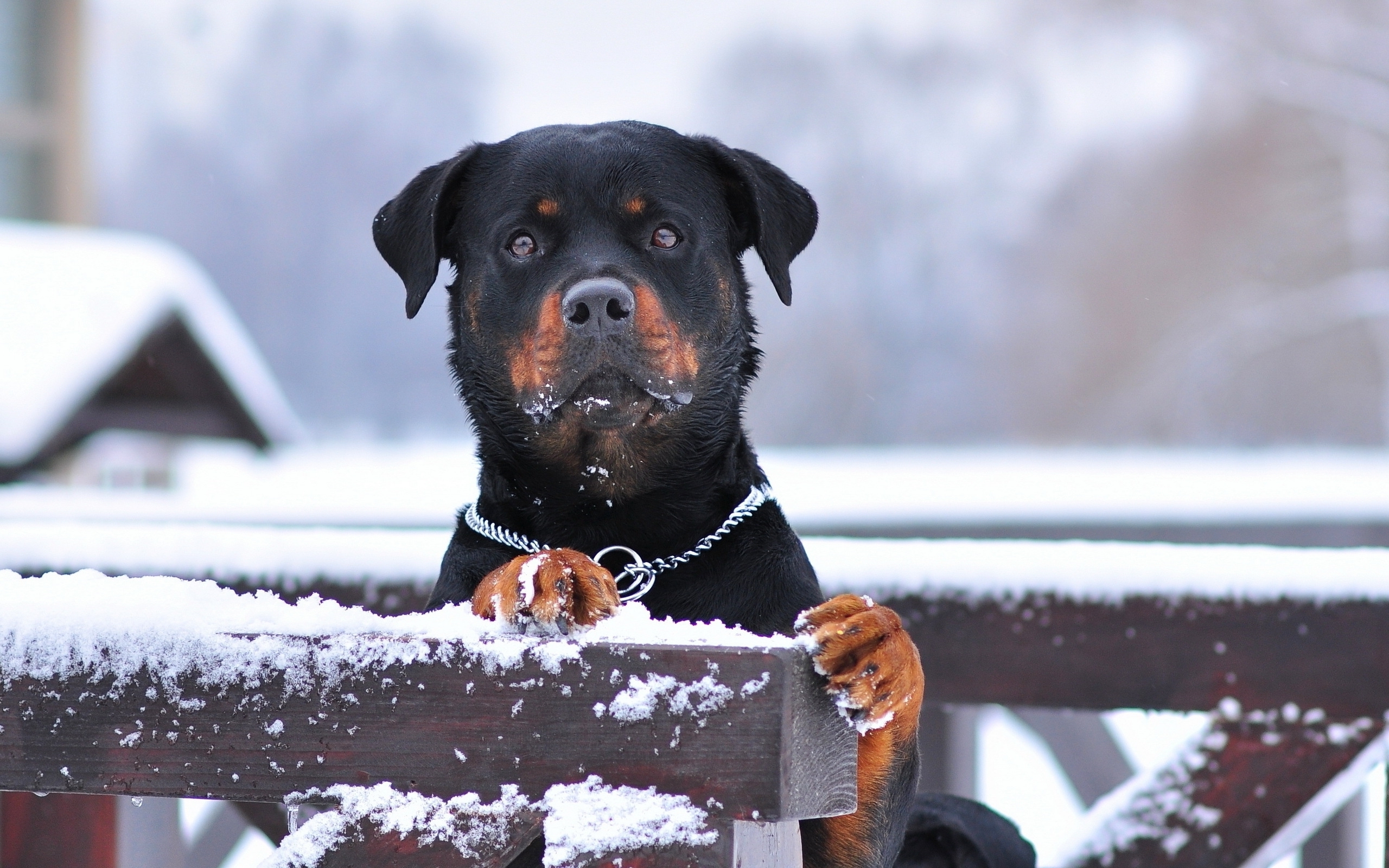 Скачать Rottweiler обои на рабочий стол