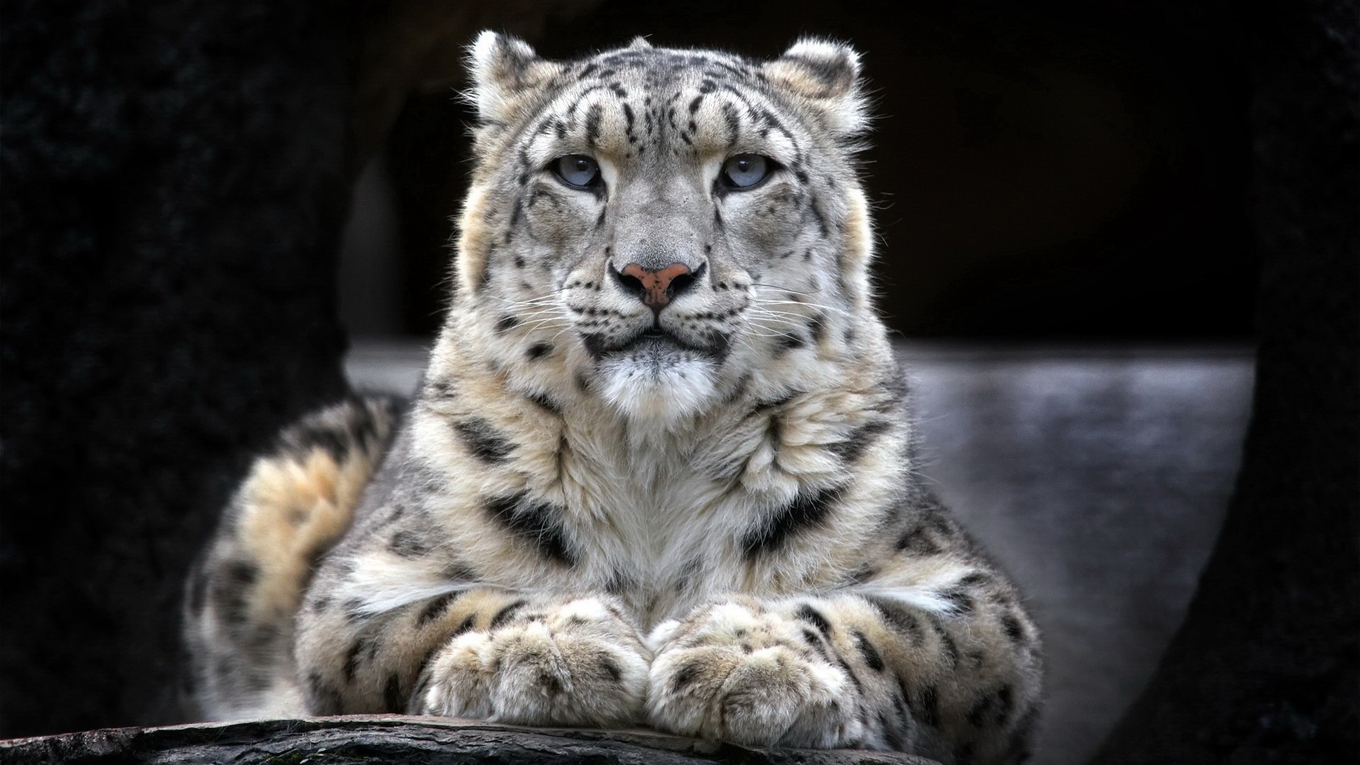 Скачать Snow leopard обои на рабочий стол