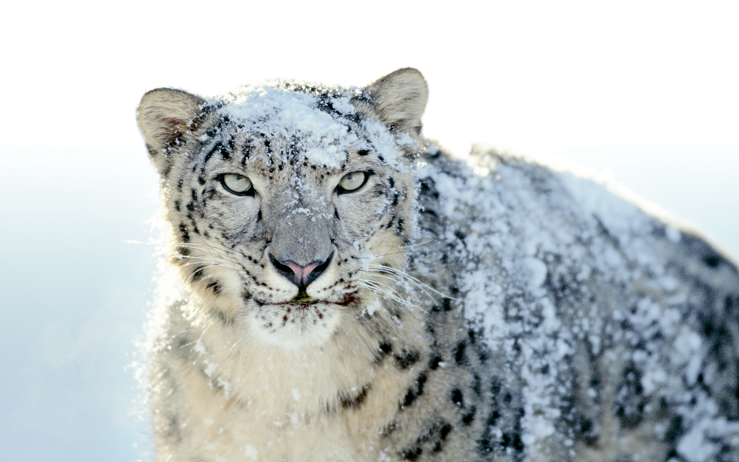 Скачать Snow Leopard обои на рабочий стол