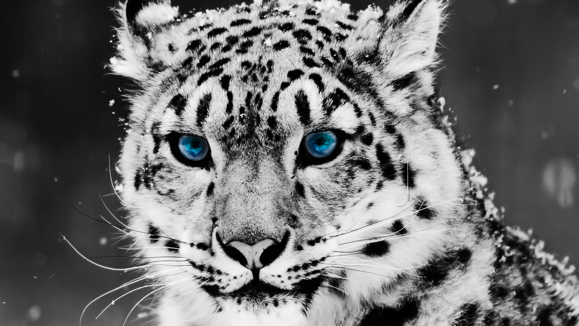 Скачать Snow Leopard Wallpaper обои на рабочий стол