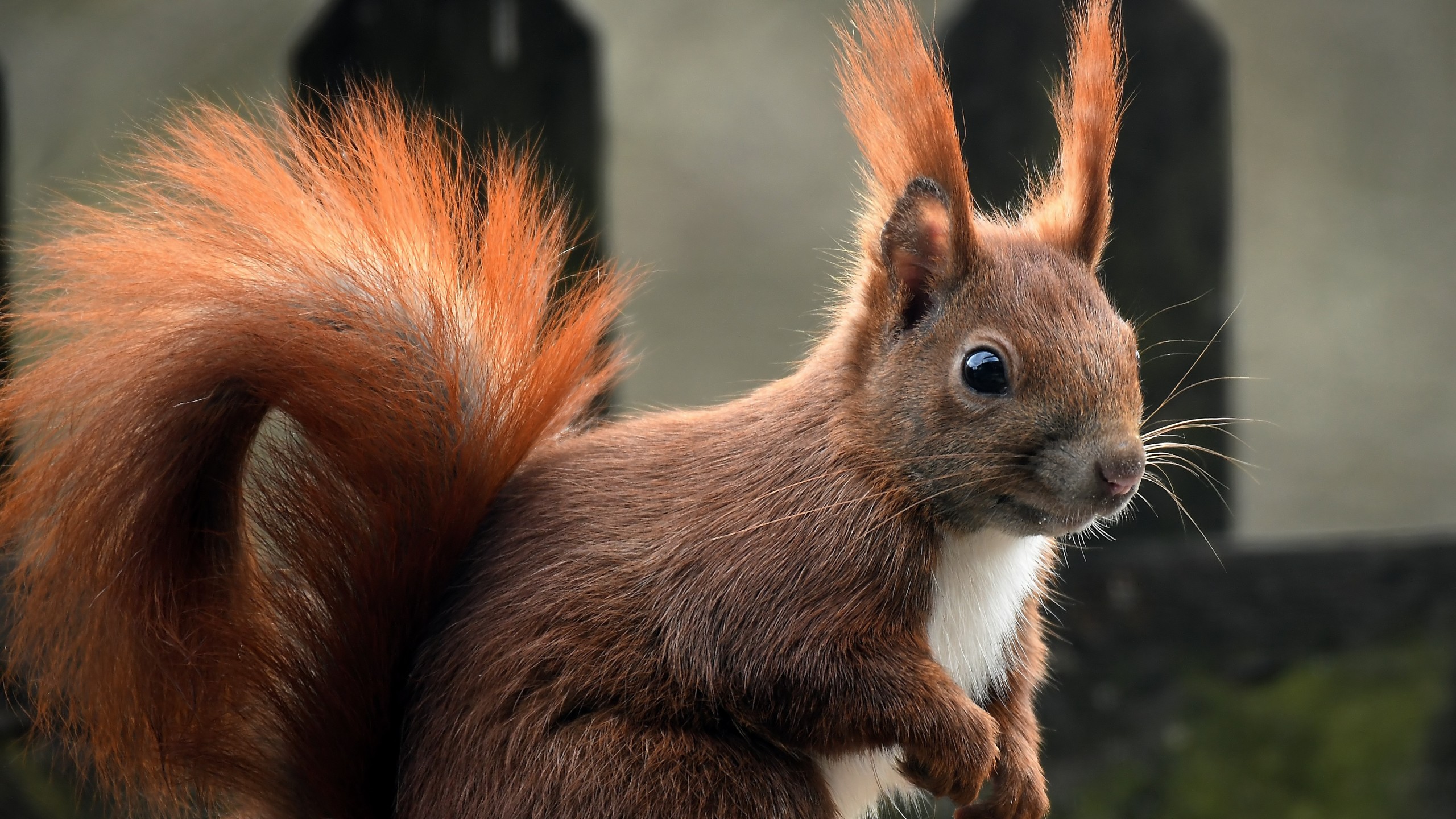 Скачать squirrel обои на рабочий стол