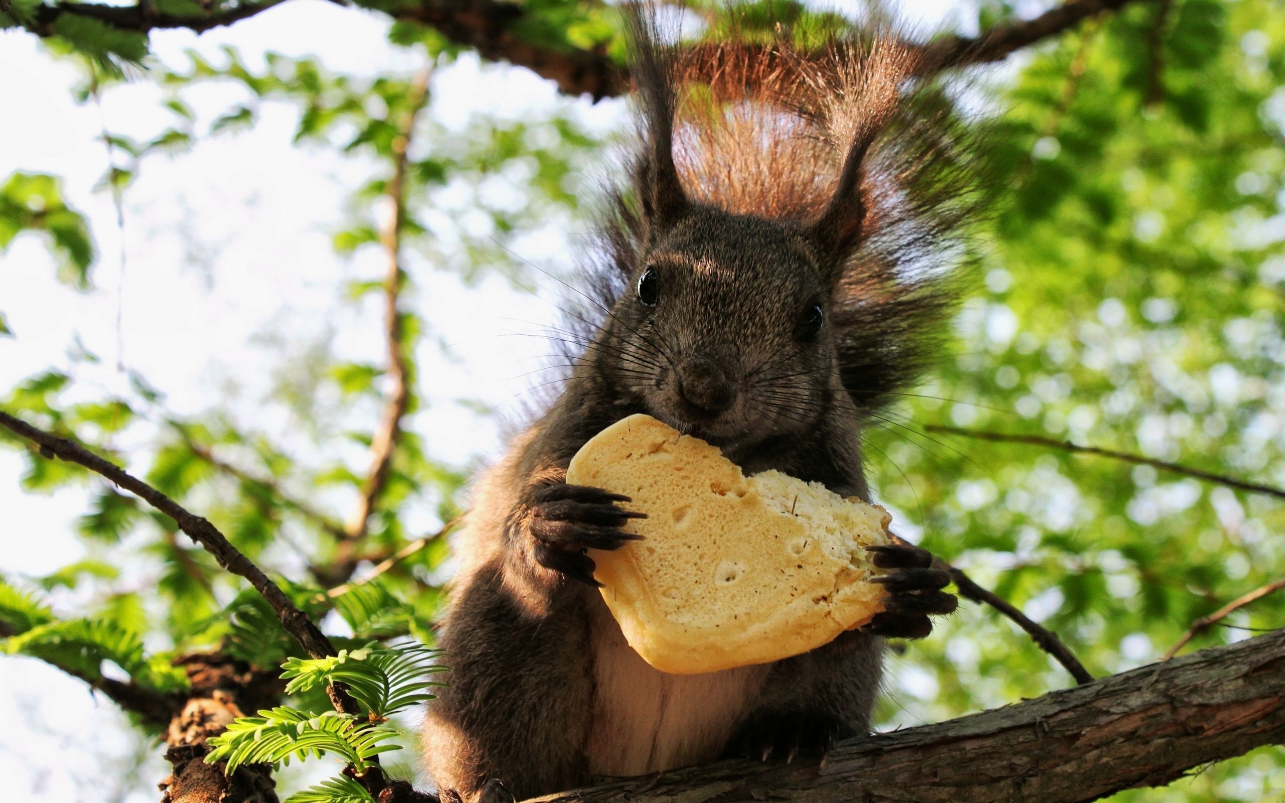 Скачать Squirrel eating a cookie обои на рабочий стол