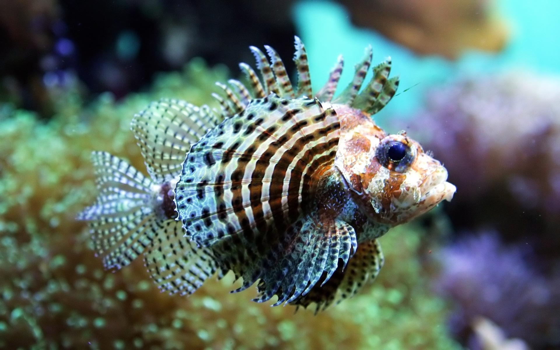 Скачать Stonefish обои на рабочий стол