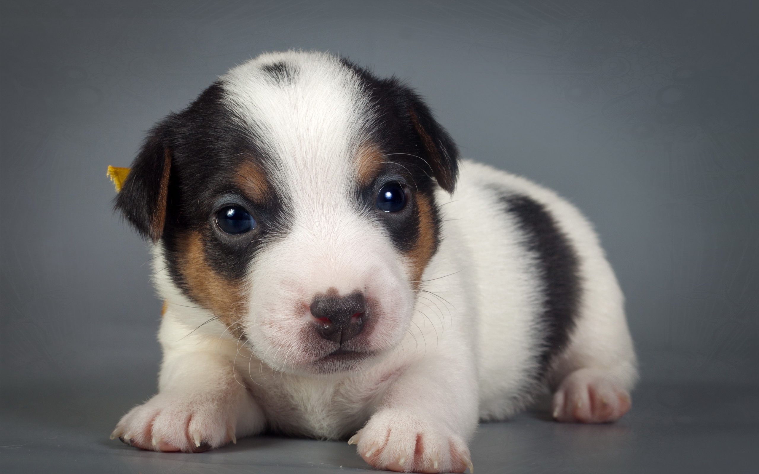 Скачать The cutest puppy обои на рабочий стол