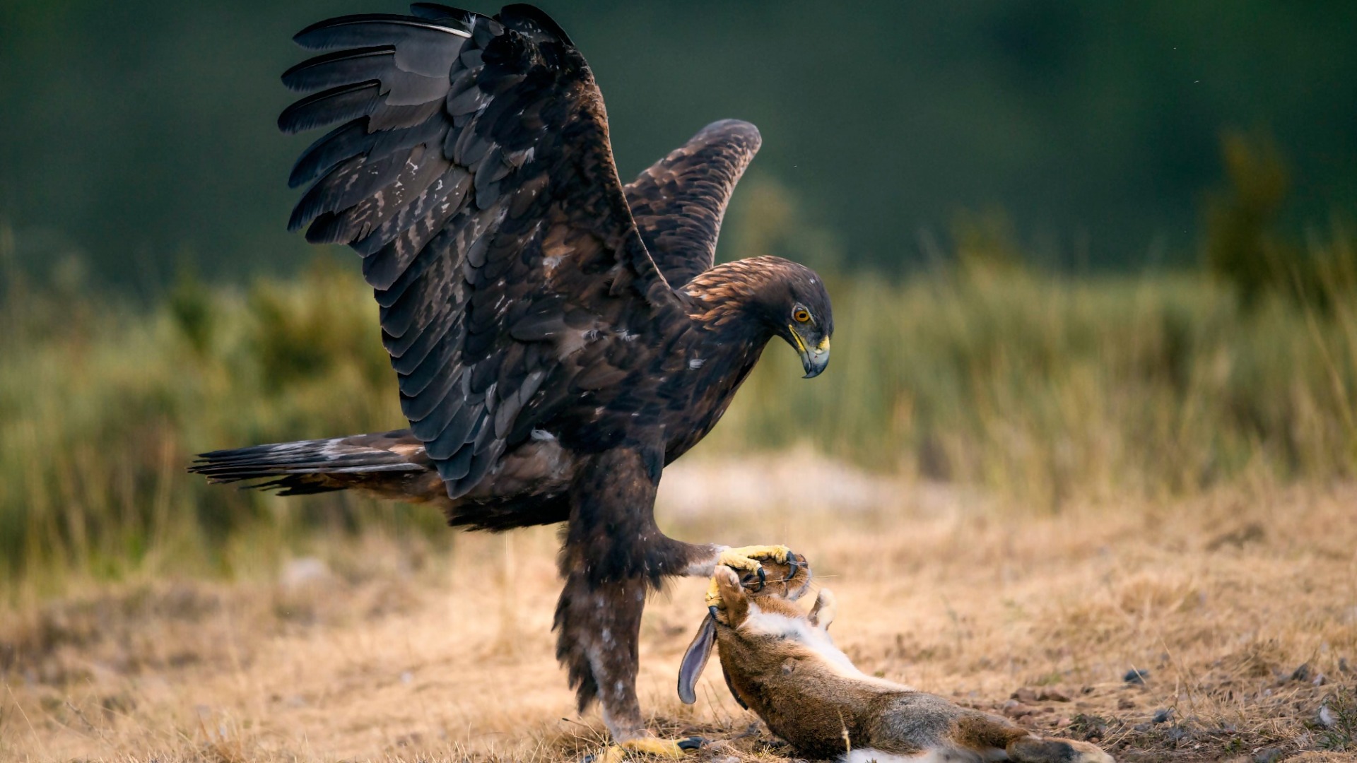 Скачать The Eagle and the Rabbit обои на рабочий стол