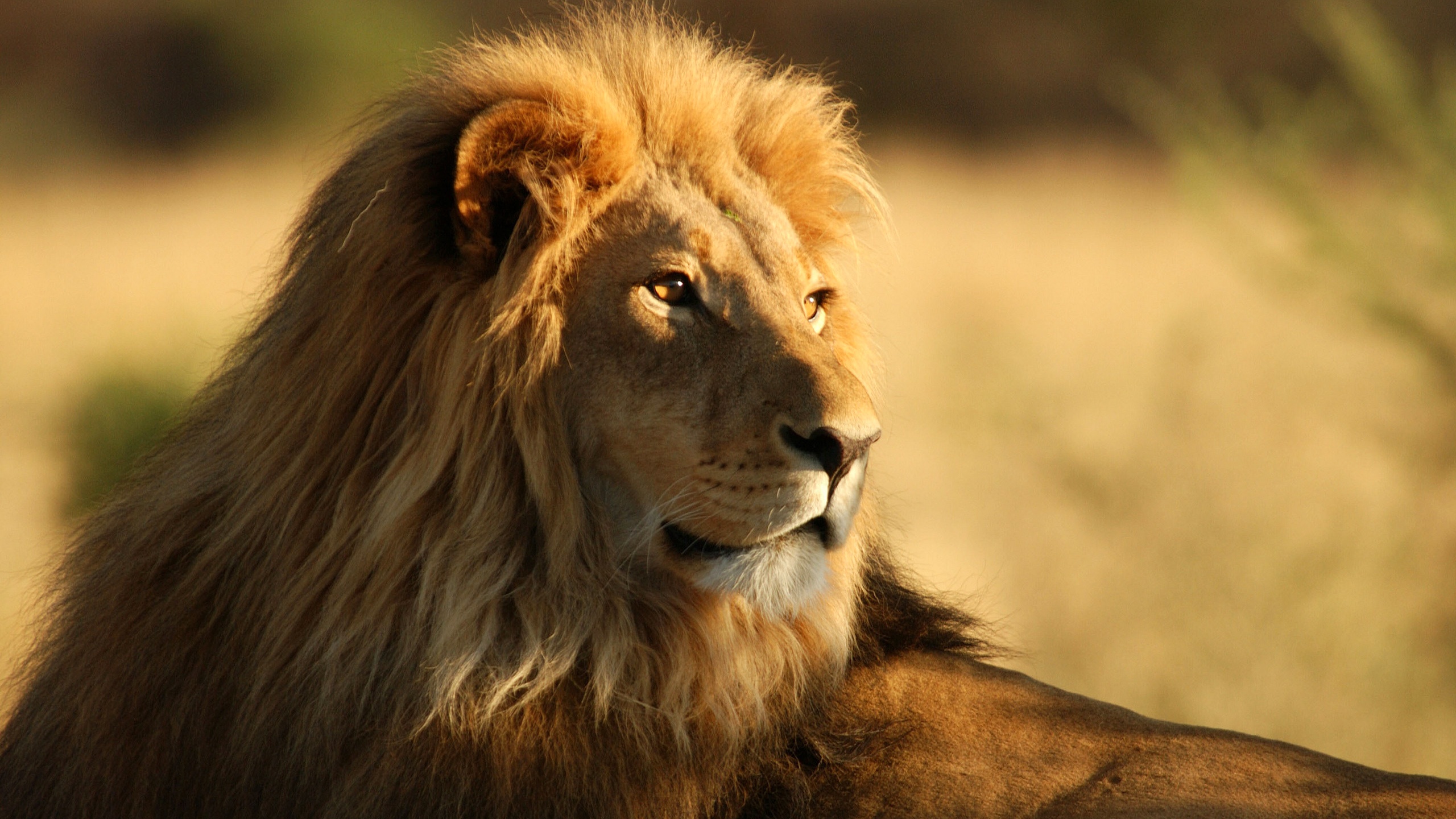 Скачать The Male African Lion обои на рабочий стол