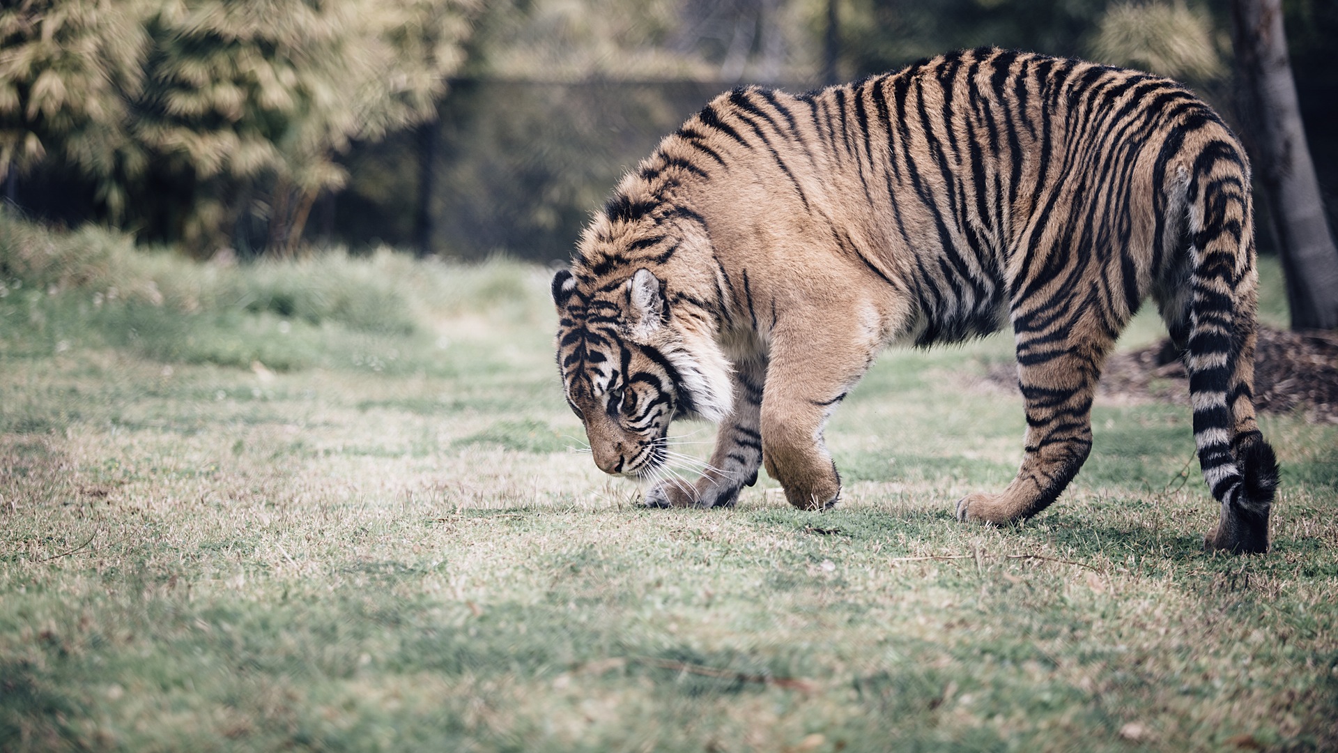 Скачать Tiger 7dust обои на рабочий стол