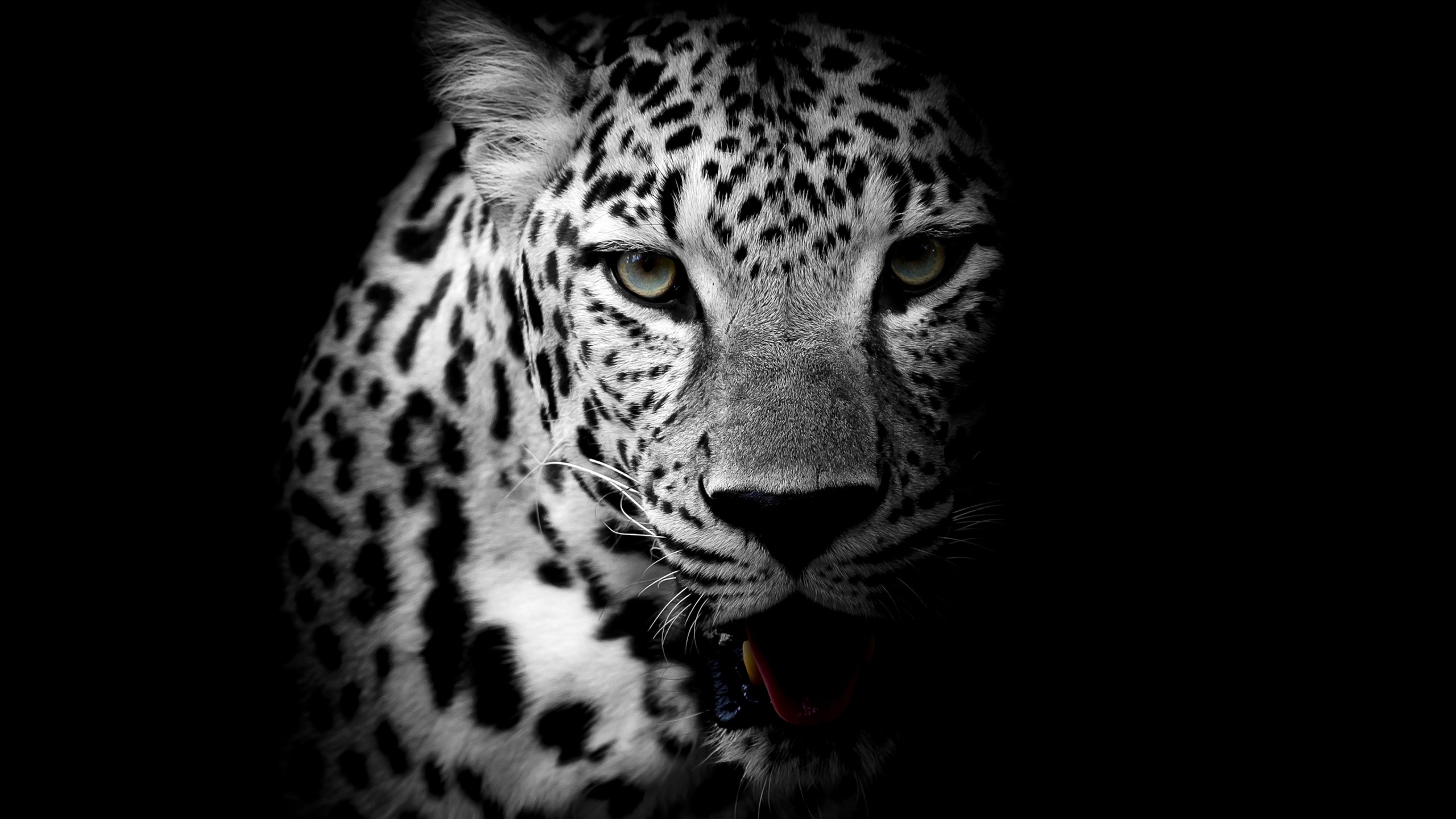 Скачать white leopard обои на рабочий стол