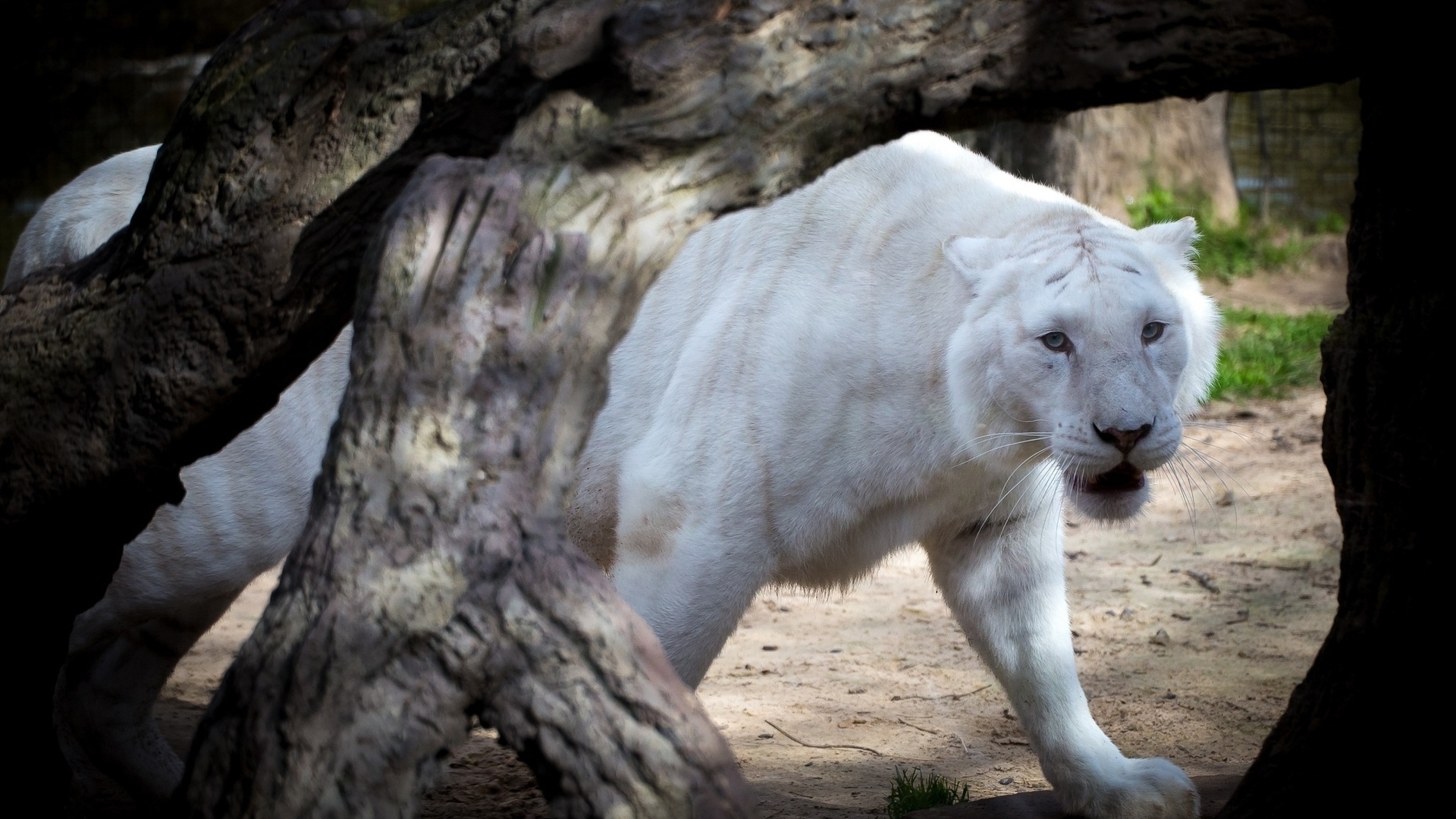 Скачать White tige обои на рабочий стол