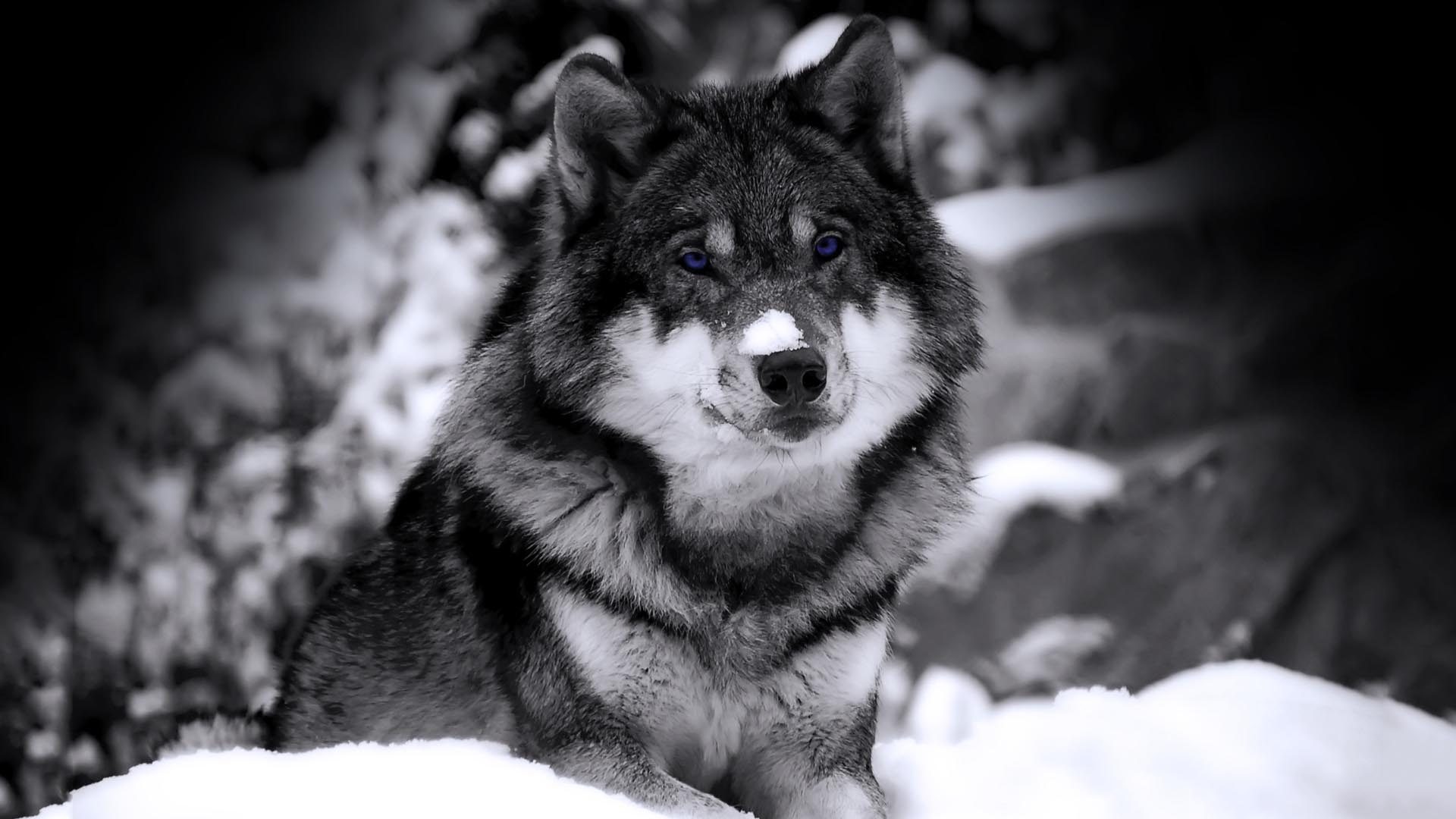 Скачать Wolf in Snow обои на рабочий стол