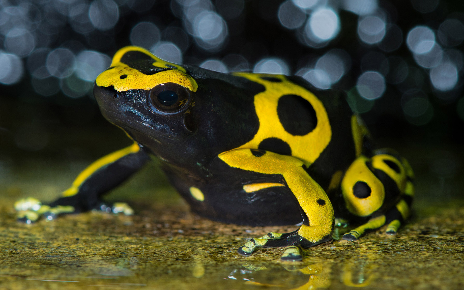 Скачать Yellow-banded poison dart frog обои на рабочий стол