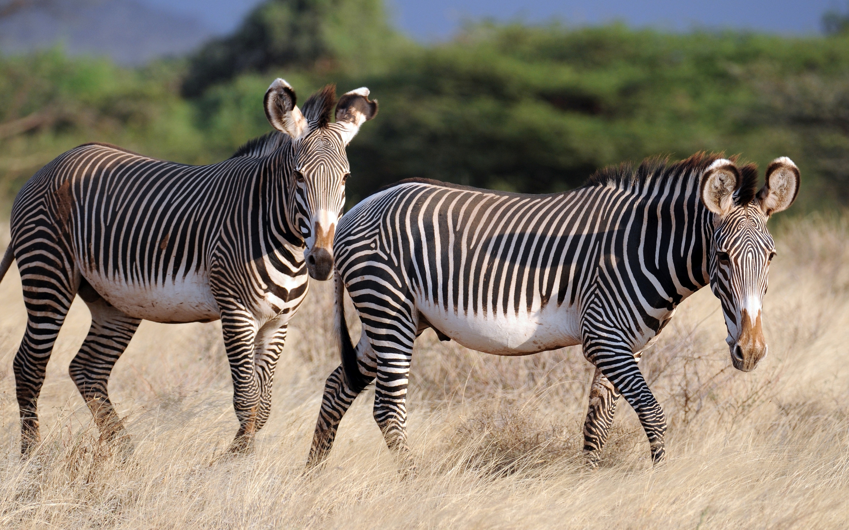 Скачать Zebras обои на рабочий стол