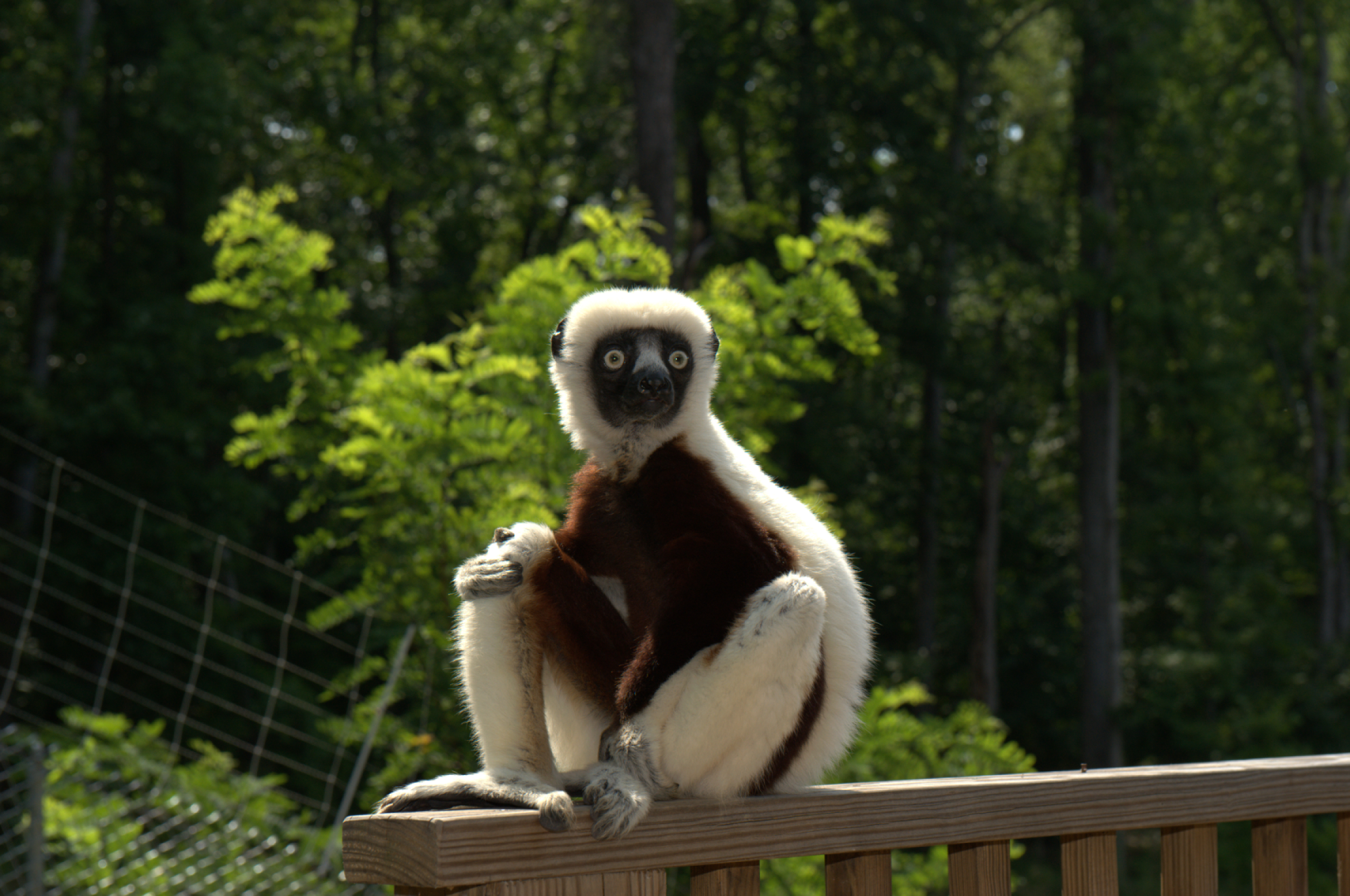 Скачать zoboomafoo, 2014, лемур, zoboo обои на рабочий стол